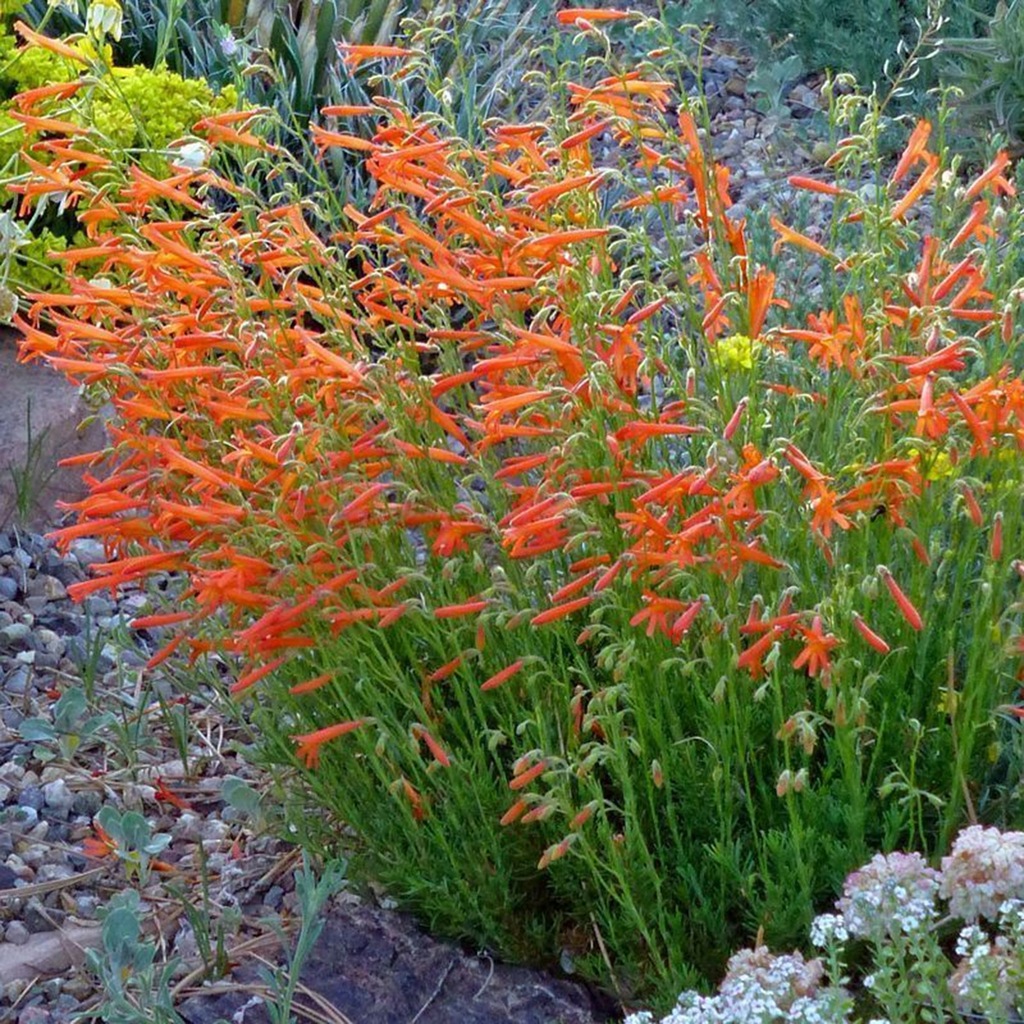 Penstemon sosnowaty - Penstemon pinifolius