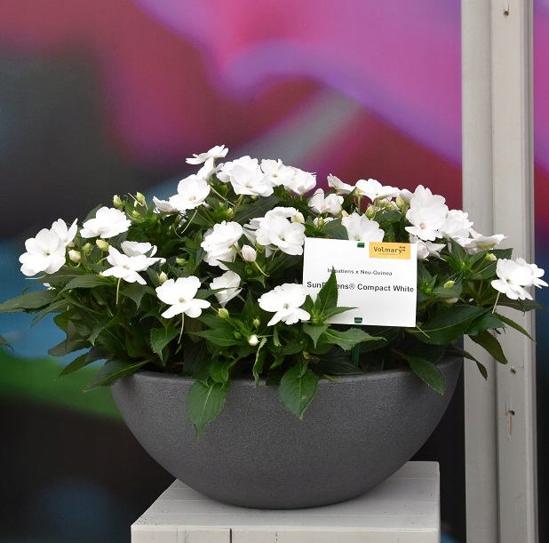 Niecierpek Sunpatiens Compact White SŁONECZNY