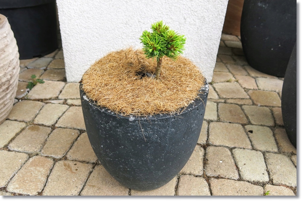 Pinus parviflora Fenja - miniaturka rarytas !!