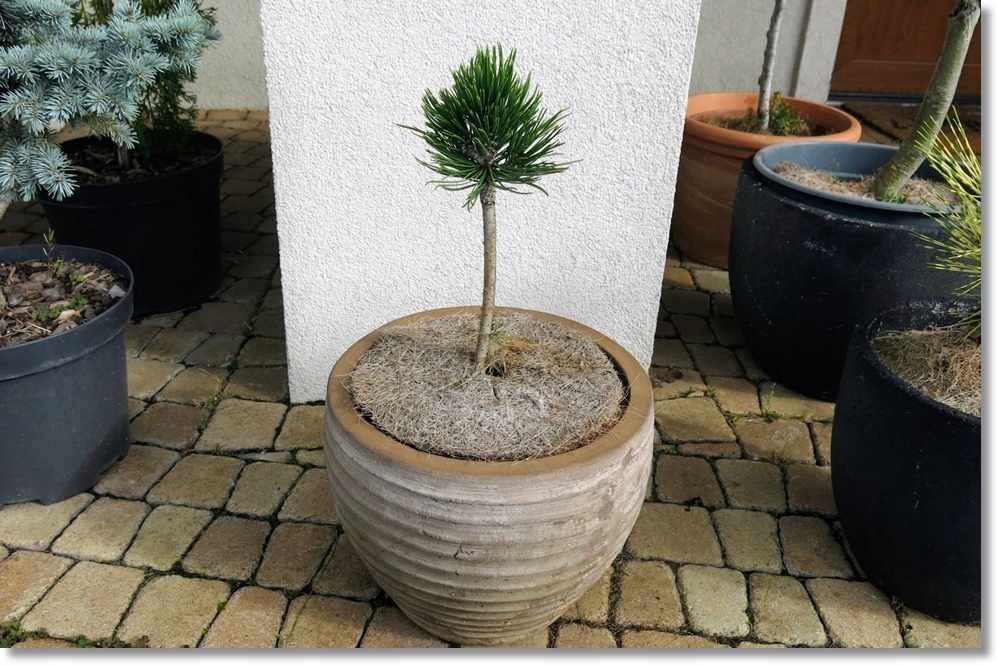 Pinus heldreichii Dimitra - Unikat !!!