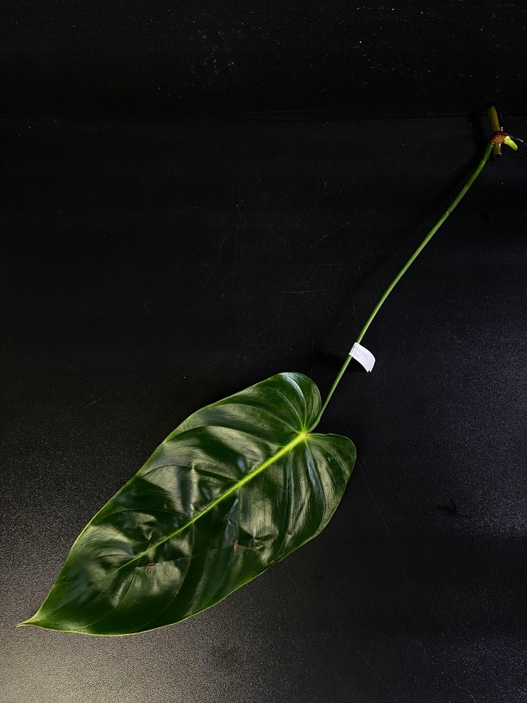 FIlodendron ~~ PHILODENDRON ESMERALDENSE NARROW ~~ - 13109187817