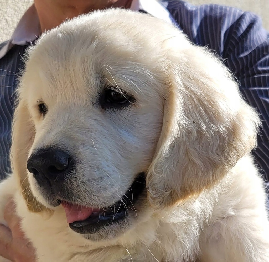 Golden retriever suczka gotowa do odbioru, rodowód