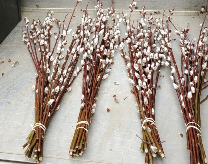 Wierzba Küblera pyłkodajna 5 sadzonek PLANTACJE BAZI ule