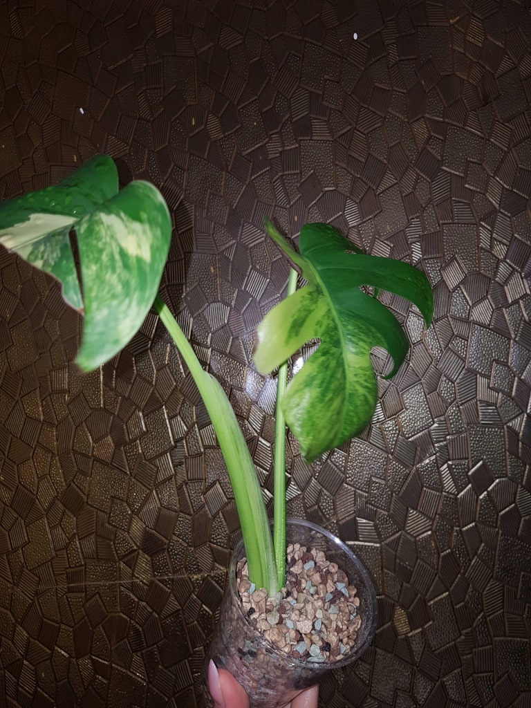 Monstera Yellow Marmorata Rarytas 7851211026 Oficjalne Archiwum Allegro