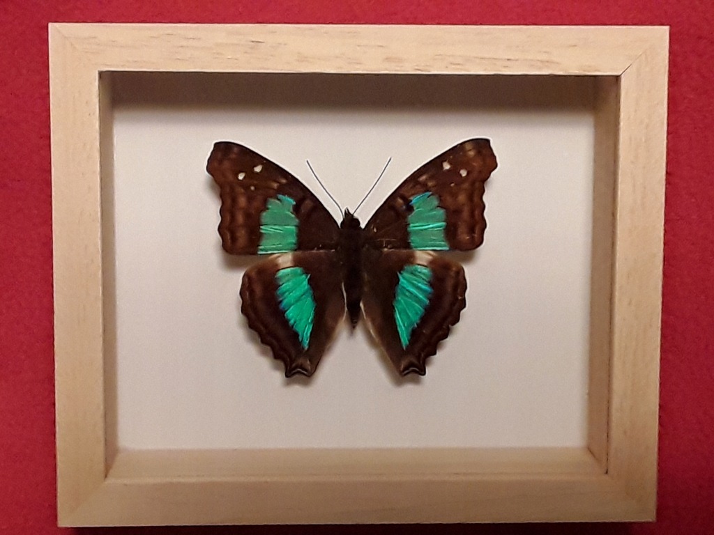 Motyl w ramce 12 x 10 cm. Doxocopa cherubina 55 mm
