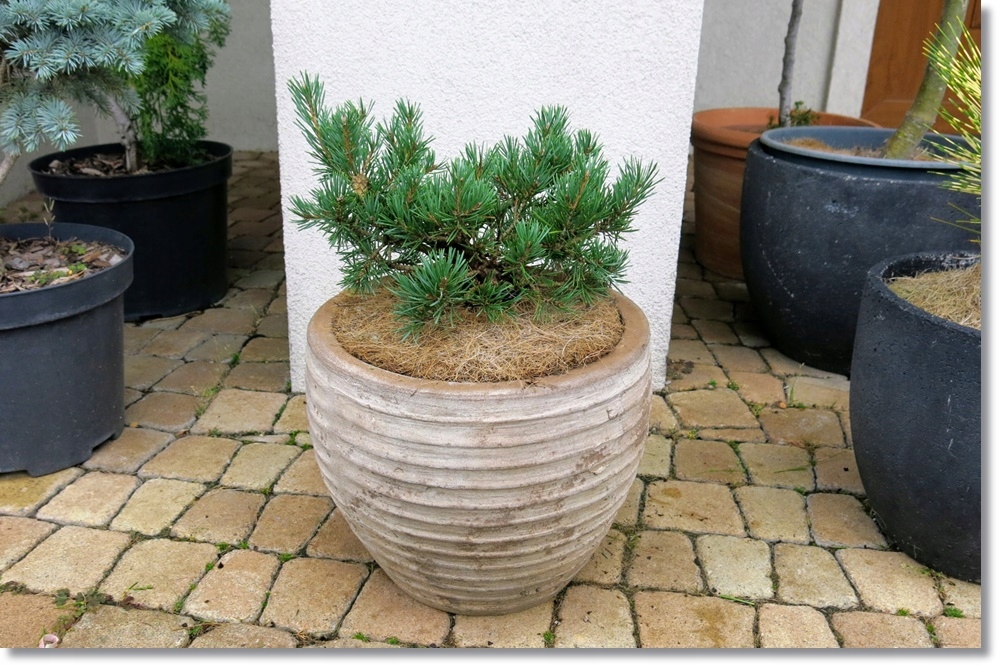 Pinus sylvestris 'Fjell Teppich' - Karzełek !!!