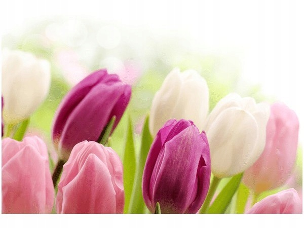 Soczyste tulipany 30x20cm obraz druk grafika