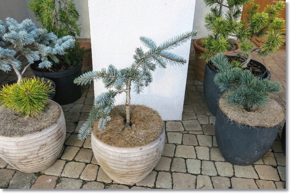 Picea pungens Prostrata - Duży egzemplarz !!!