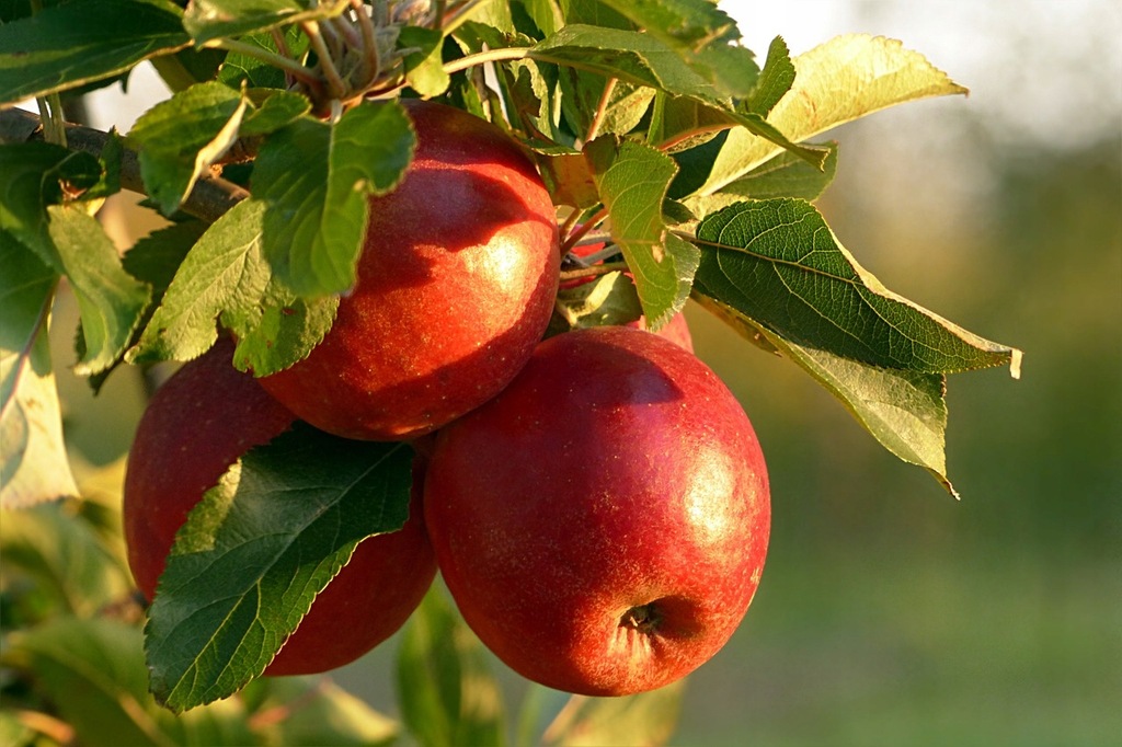 Jabłoń LIGOL smaczne duże owoce