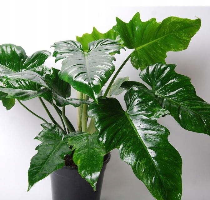 Philodendron Camouflage / Lime Fiddle