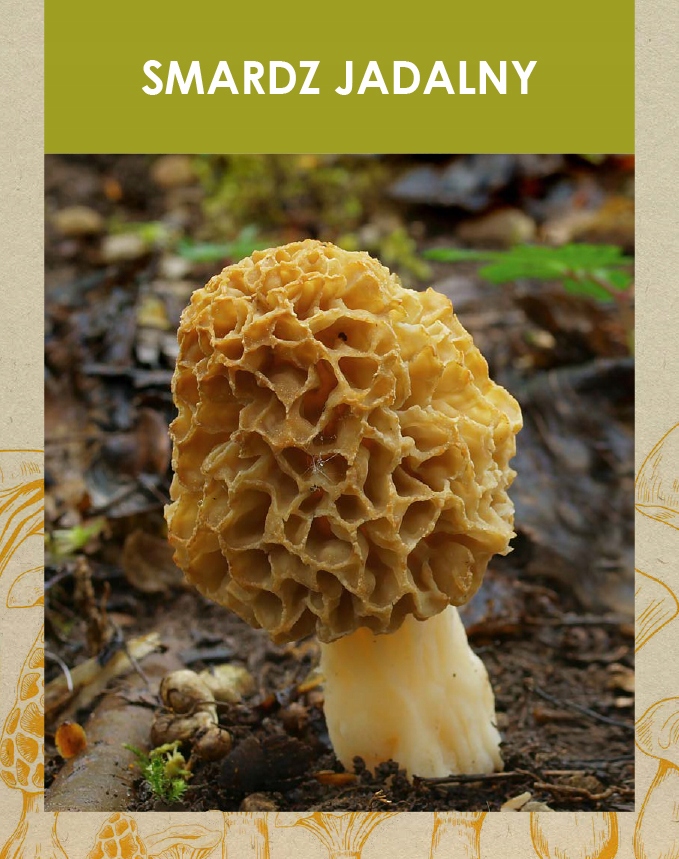 Grzybnia Smardz jadalny