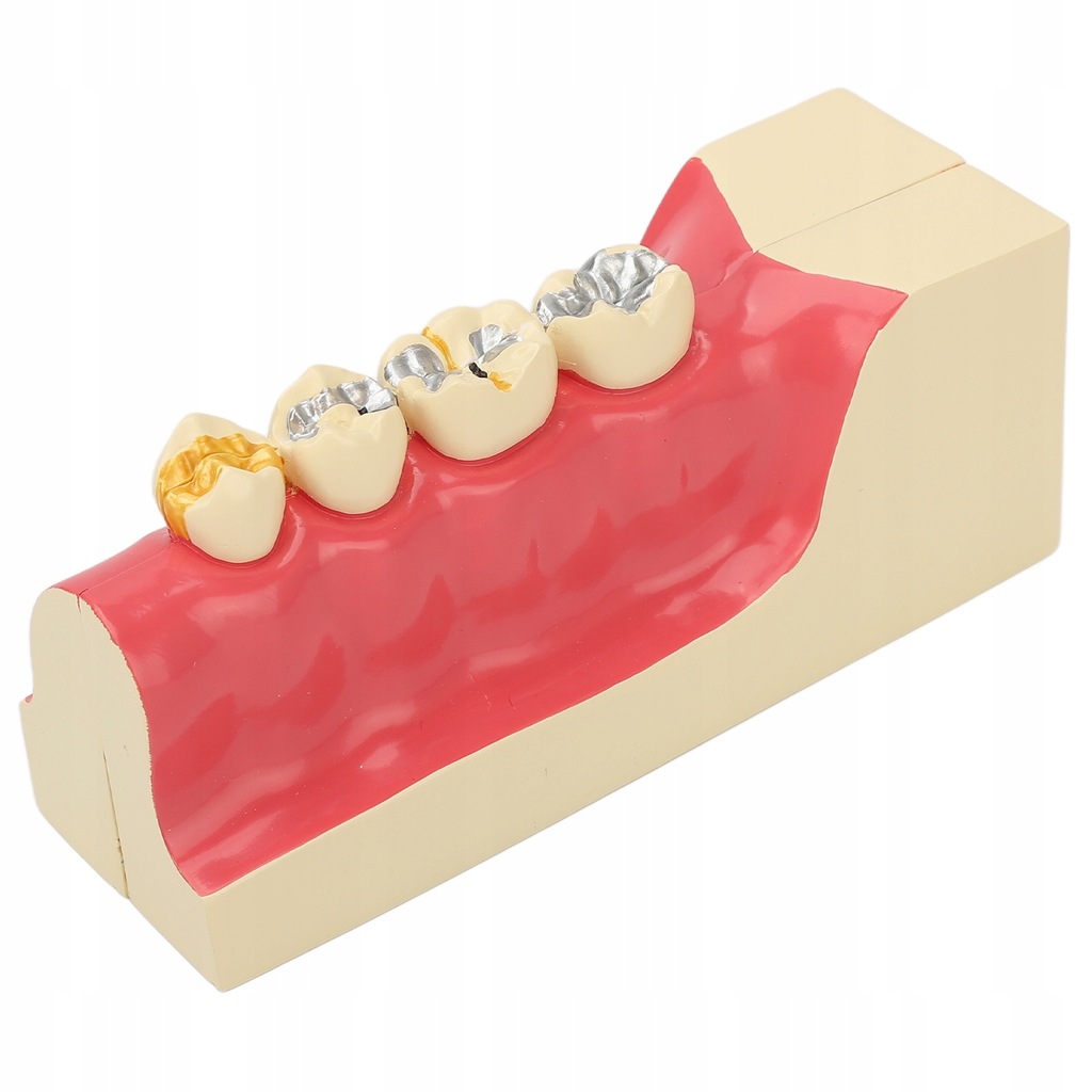 Prawy dolny tylny model zęba Powiększenie 2X