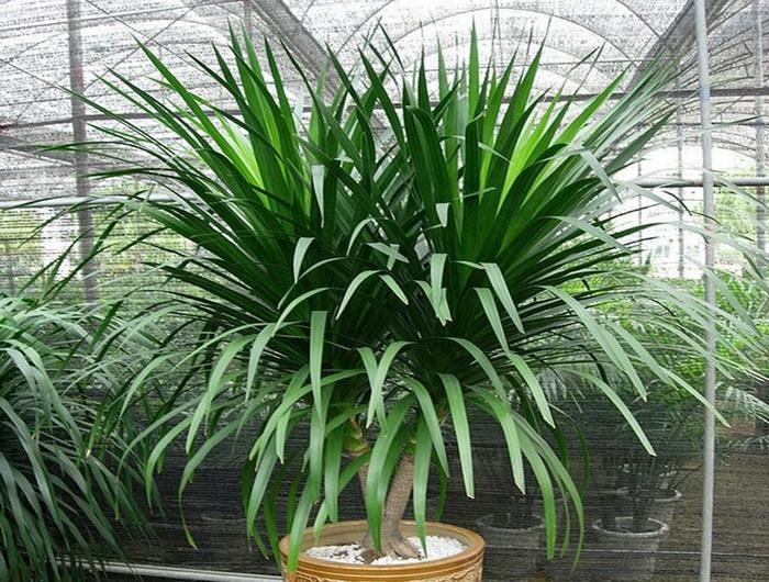 Dracena smocza, Dracaena draco 12864217514 oficjalne archiwum Allegro