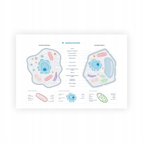Plakat schemat budowy komórki zwierzęcej i roślinn