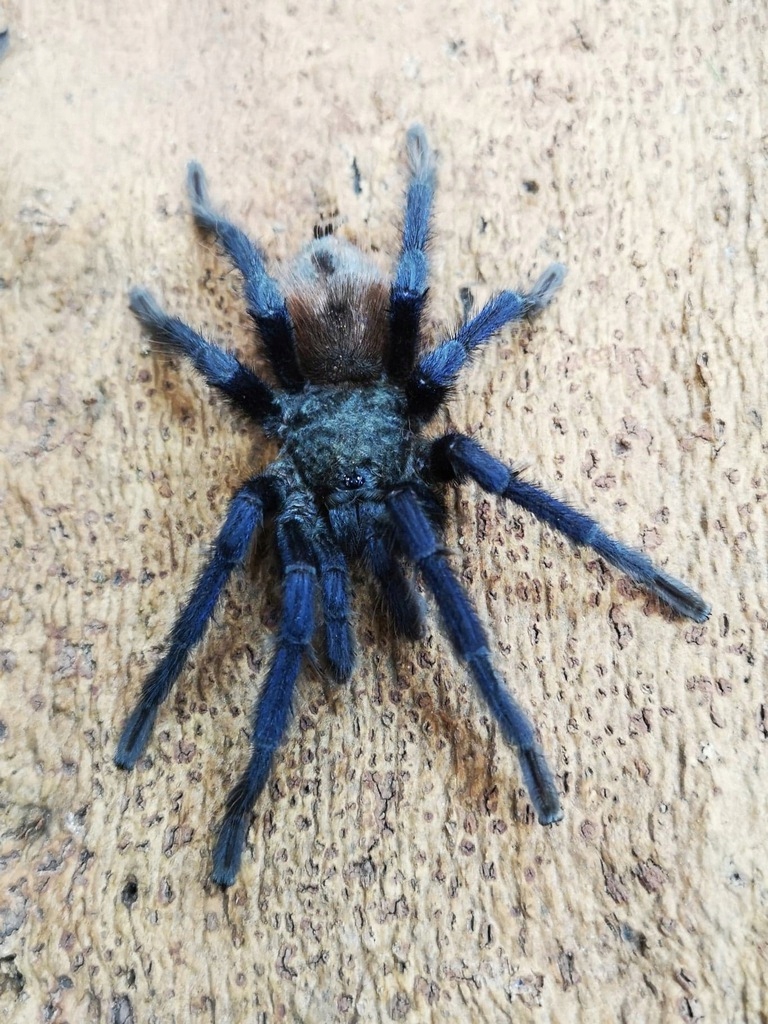 Pterinopelma sazimai L3/4