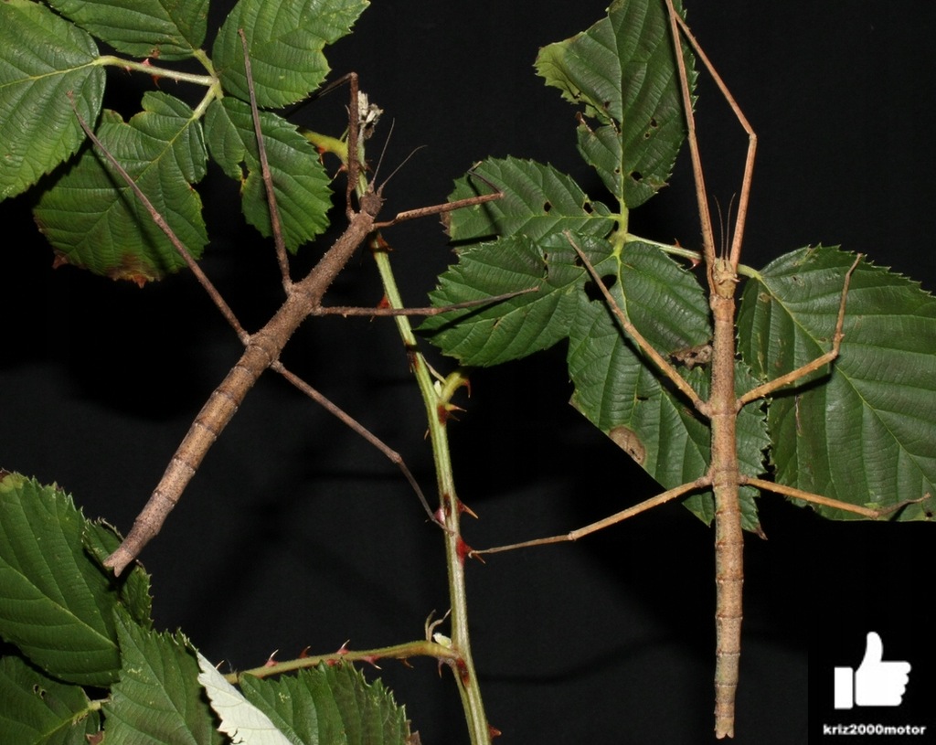 Straszyk Patyczak Rogaty /Medauroidea extradentata