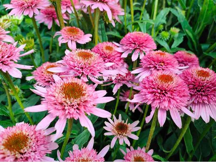 JEŻÓWKA BUTTERFLY KISSES Doniczka P11PEŁNY KWIAT 13917700686