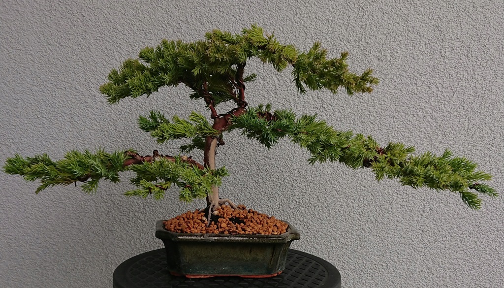 Drzewko Bonsai Jałowiec Chiński z Linią Życia