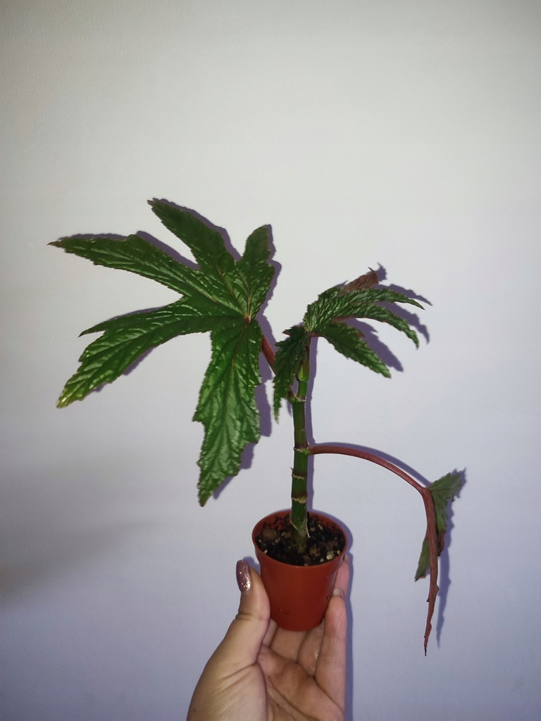 Begonia gardneri rzadka odmiana, kolekcjonerska