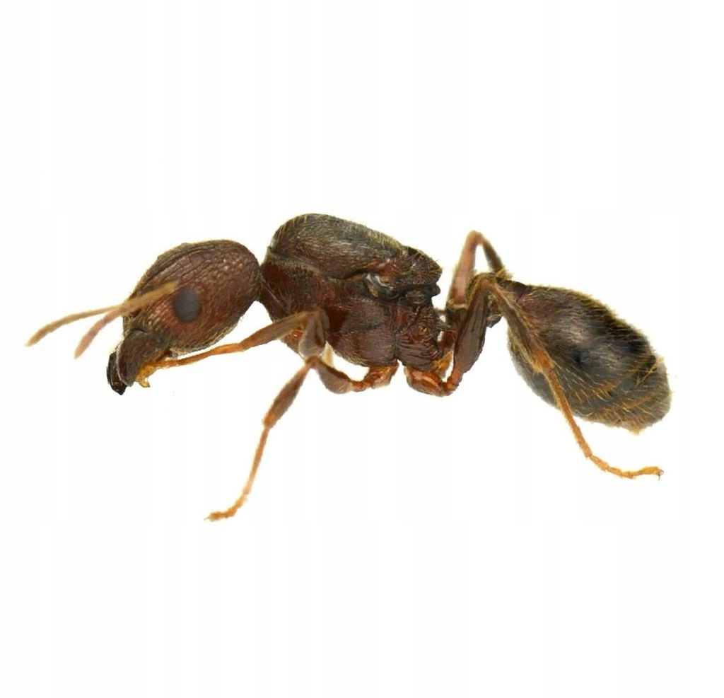 Mrówki Pheidole nodus Q + 10-20 robotnic