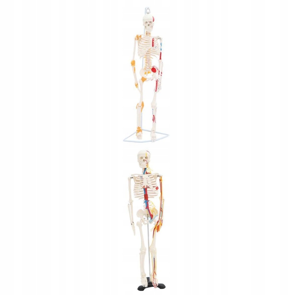 2 Sets 85cm Height Human Full Body Skeleton Model
