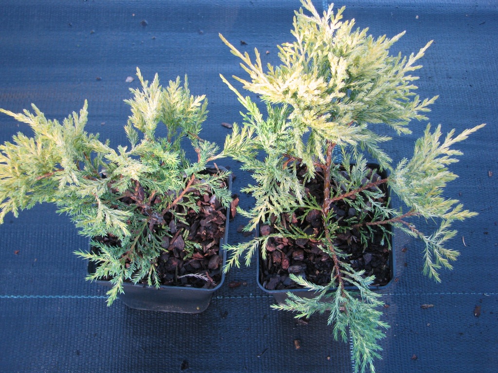 JAŁOWIEC GOLDEN JOY P9 15CM 3,5zł CZANIEC 7875542799 oficjalne