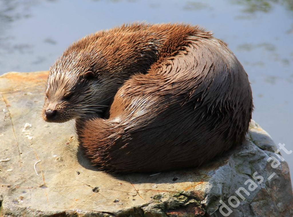 FOTO ZOO WYDRA FOTOGRAFIA ARTYSTYCZNA symbol 1zł.