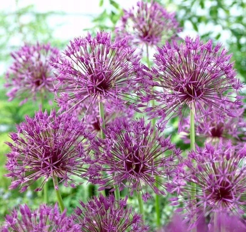 Czosnek ozdobny Purple Rain w doniczce