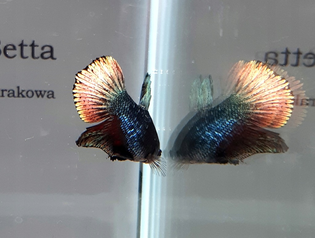 Bojownik Hmpk Black Copper male samiec BB101 11585346262 oficjalne