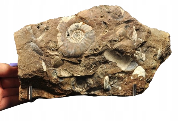 * AMONIT W SKALE NATURALNEJ POLSKA GNASZYN BARDZO DOBRA JAKOŚĆ 3,6 KG 1 *