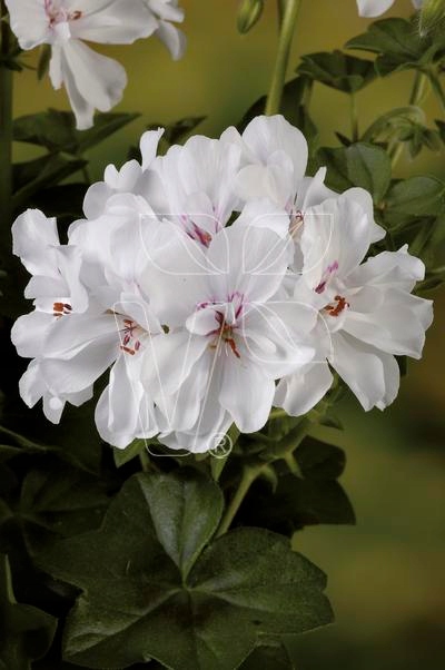 Pelargonia zwisająca pełna Grandeur Ivy White