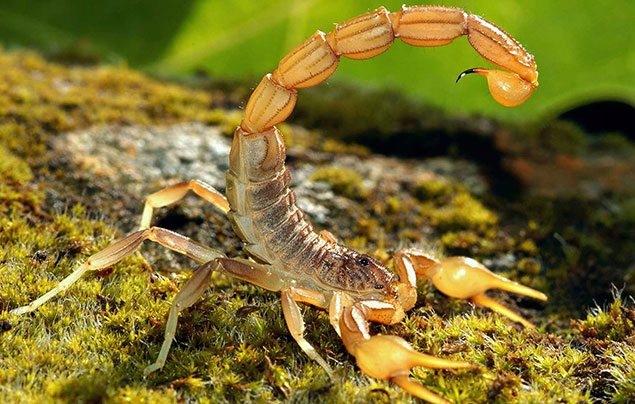 Opistophthalmus boehmi Skorpiony podziemne 3sztuki