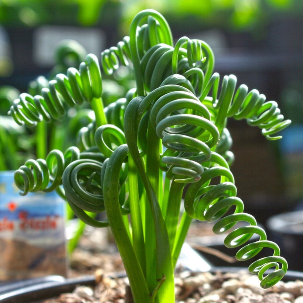 Albuca Spiralis Korkociąg kolekcjonerski rzadki sukulent Kolorowy Sukulent