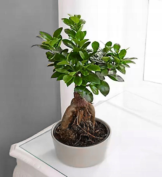 Kwiat domowy Ficus doniczkowy BONSAI FIKUS