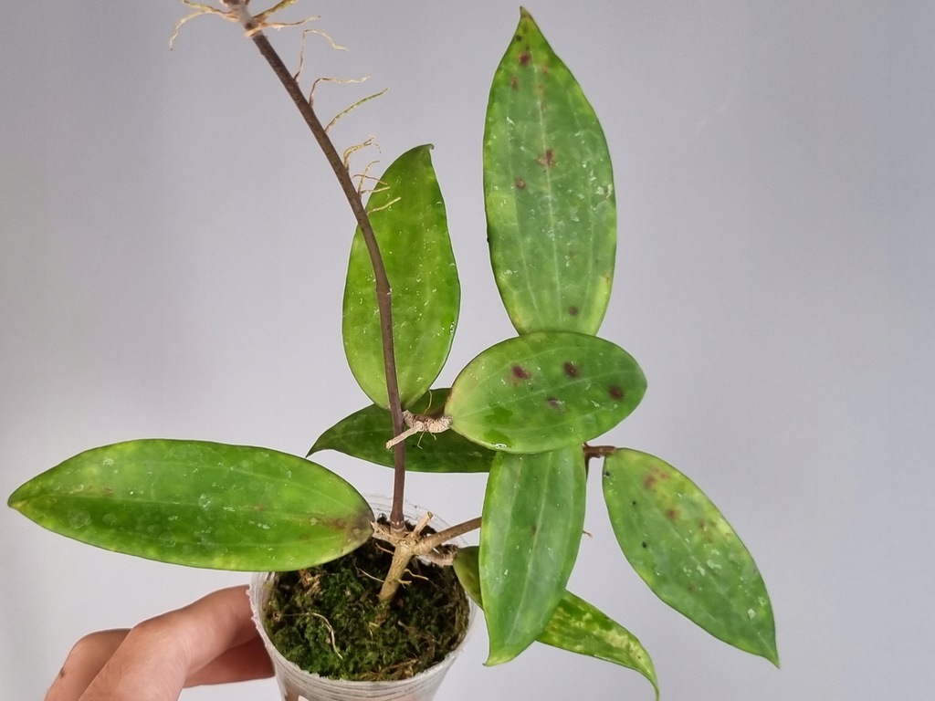 Hoja Hoya hanhiae 'Deep Violet'