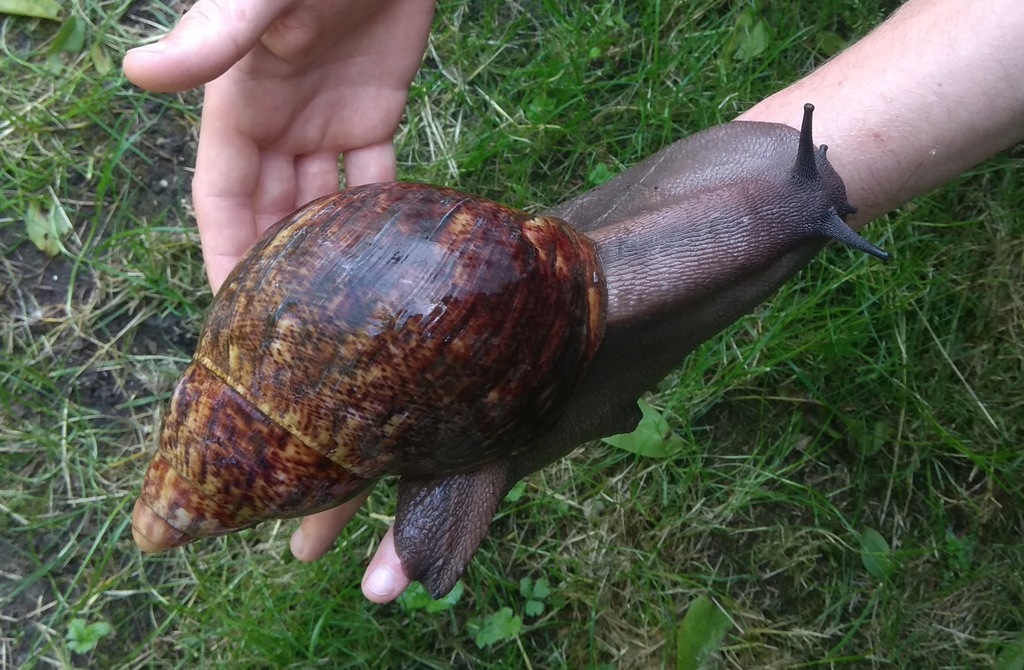Archachatina marginata var. ovum XXL