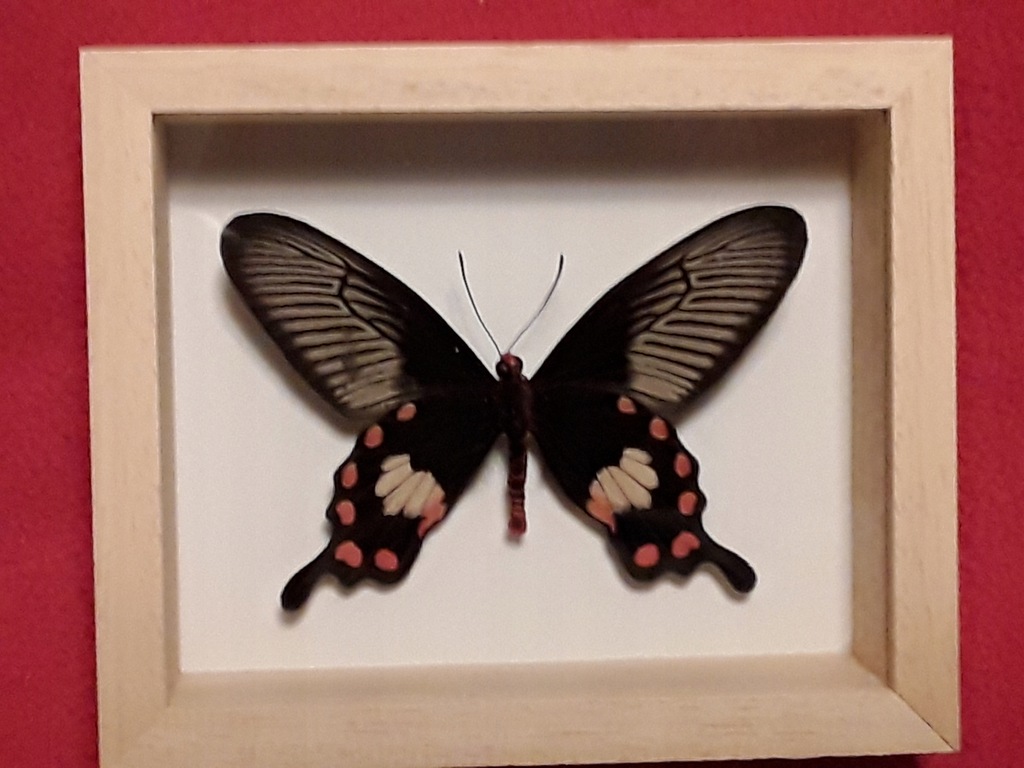 Motyl w ramce 12 x 10 cm. Pachliopta aristolochiae