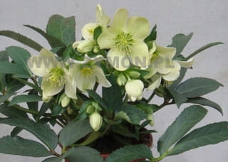 Helleborus 'Winter Passion' C2 20-30 cm