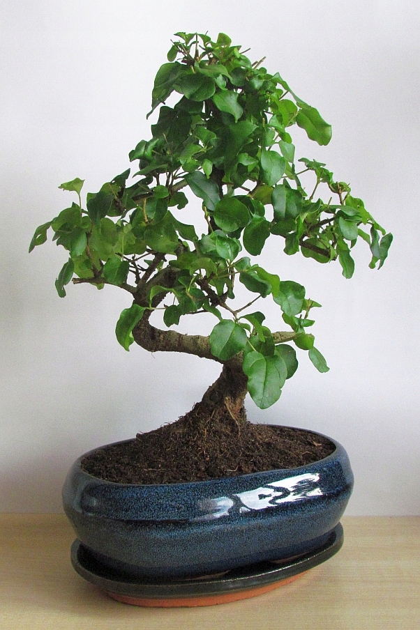 Drzewko Bonsai Ligustr chiński