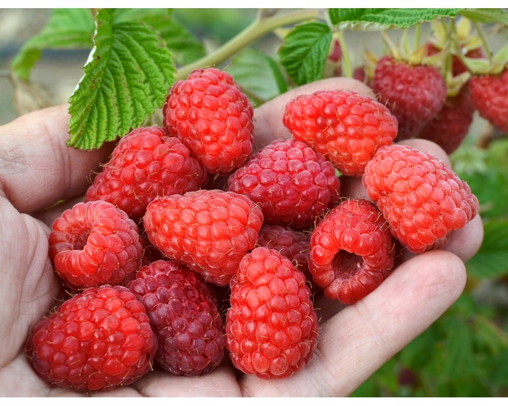 малина ремонтантная геракл. малина ремонтантная брянское диво. малина красная крупноплодная красная королева. малина киржач. сорт малины метеор.