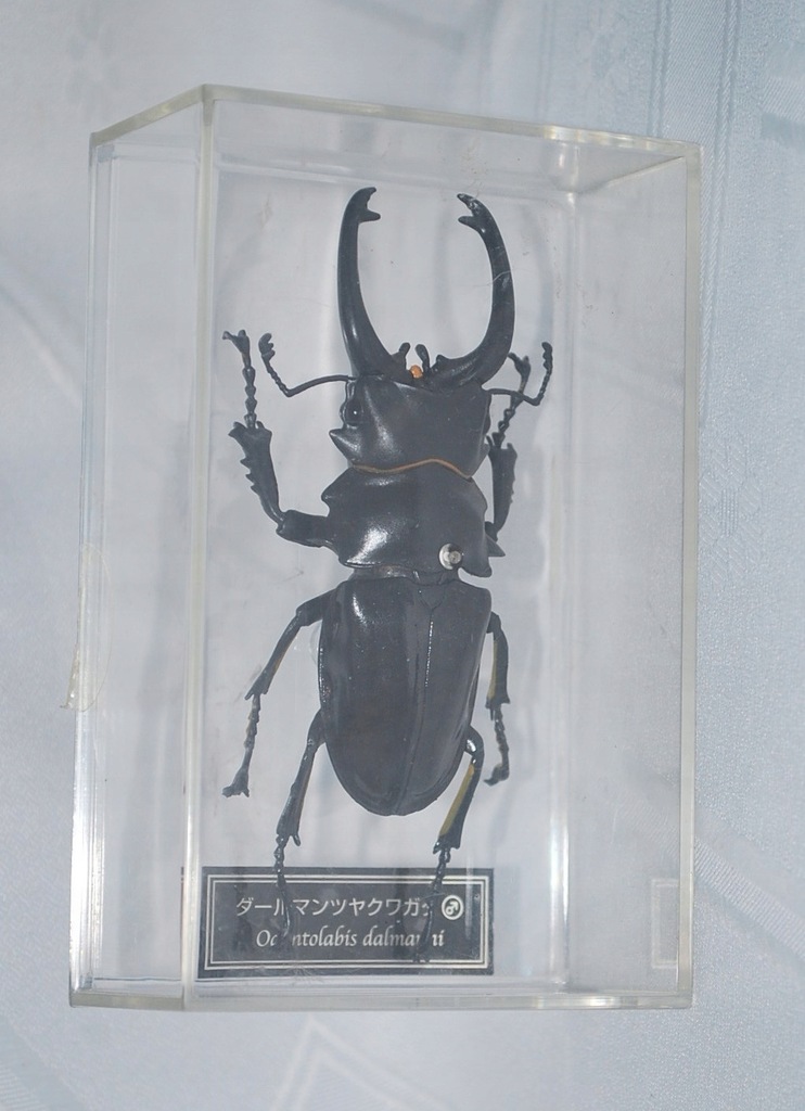 Odontolabis dalmani plastykowy model chrząszcza 5