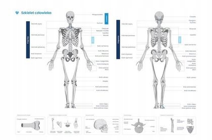 Plakat szkielet człowieka /Biomedica