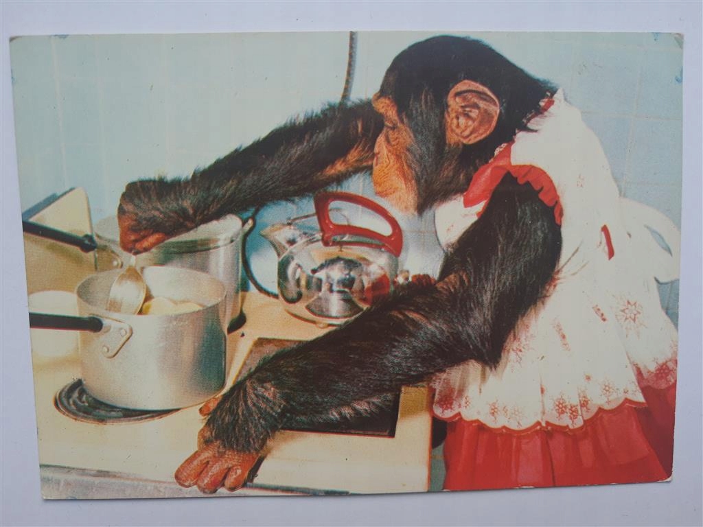 małpa w kuchni Uruguay (1818c)
