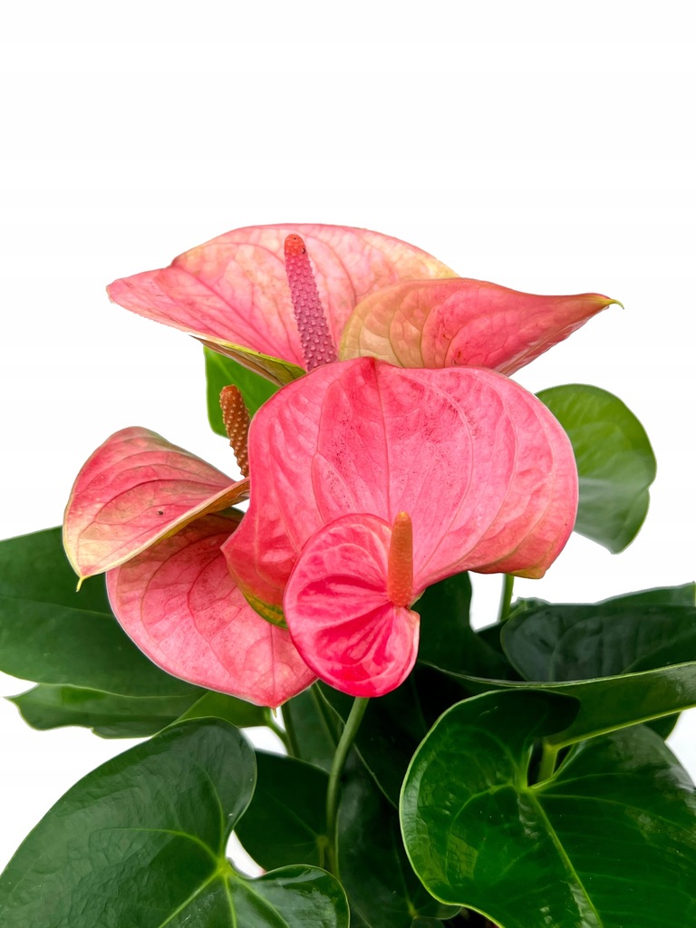 Anthurium Andraeanum Sweet Dream - 12707379851 - oficjalne archiwum Allegro