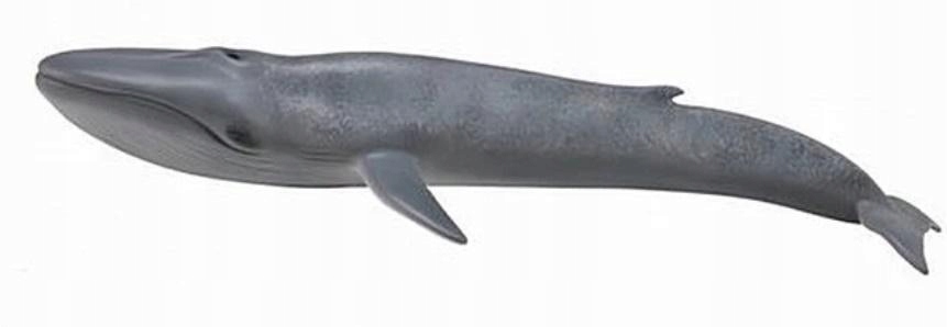 BLUE WHALE, COLLECTA