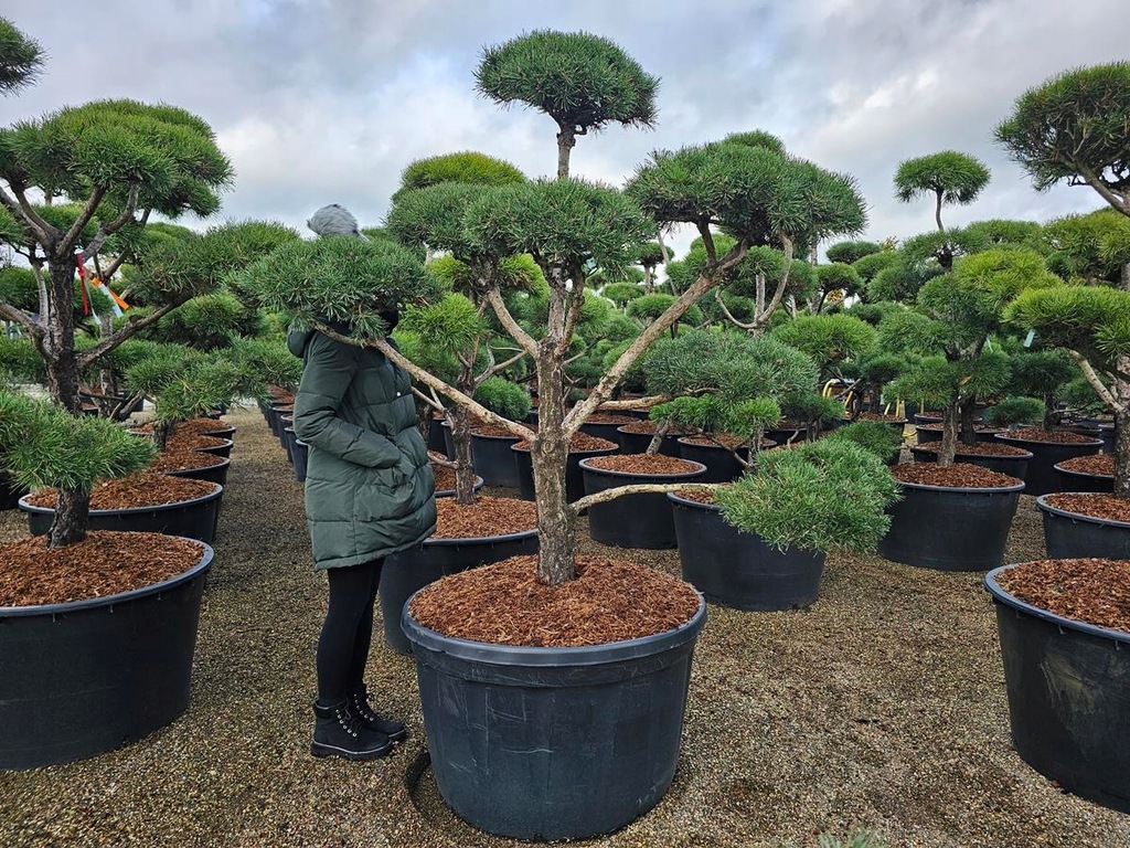 BONSAI OGRODOWY FORMOWANY NIWAKI PINUS SYLWESTRIS SOSNA JB40899 IGLASTE