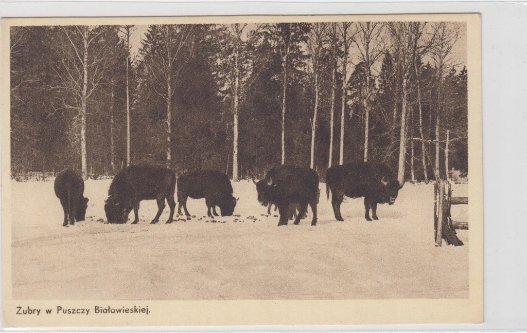 =PUSZCZA BIAŁOWIESKA= ŻUBRY = OK.1930=