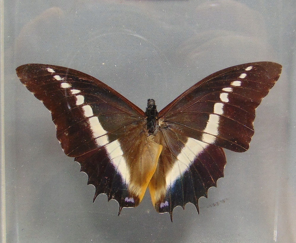Motyl w Gablotce 11 x 11 cm