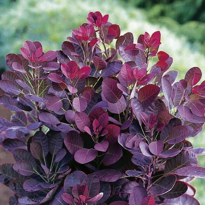 Perukowiec podolski 'Royal Purple'