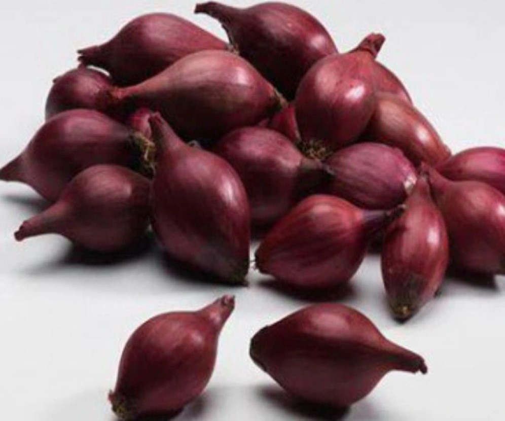 Cebula dymka Czerwona Scarlet 2,5kg